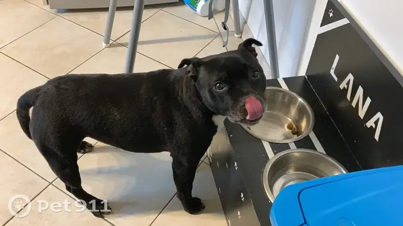 Staffie Lana perdue à Chelles - photo