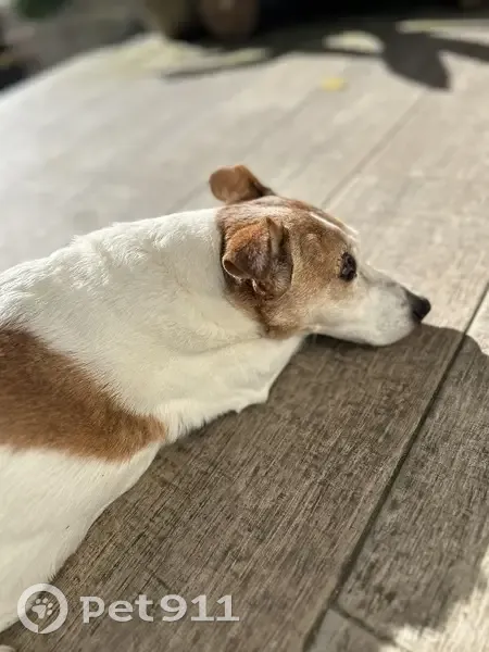 🆘 Jack Russel âgée perdue à Argenteuil - photo