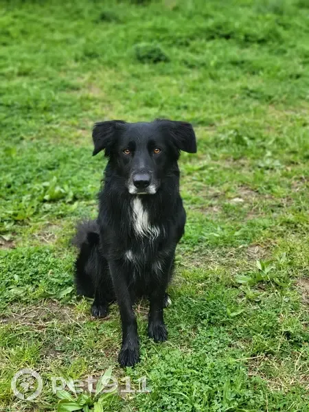 Chien VENOM perdu, Pégomas - photo