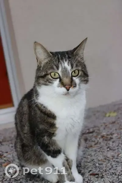 Chat tabby perdu à Valambray - photo