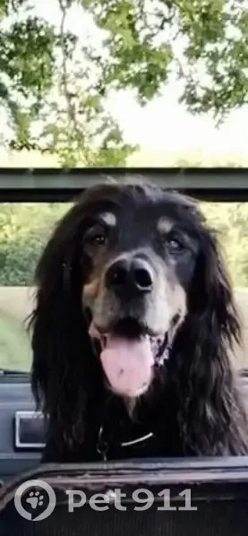 Chien Écho perdu à Heilles - photo