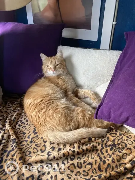 Chat roux perdu: Yeux marrons, Manses - photo