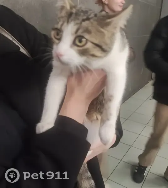 Chat tigré trouvé à Roubaix - photo