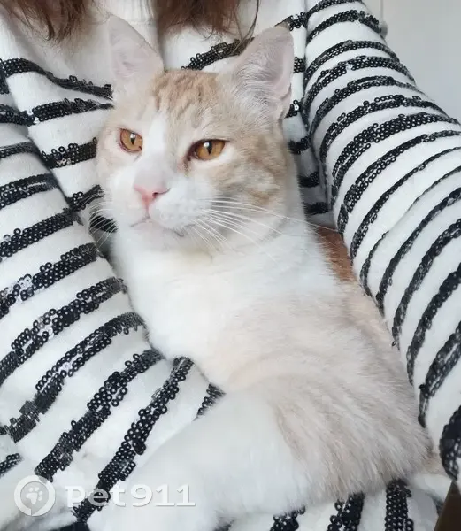 Chat roux et blanc perdu à Metz - photo