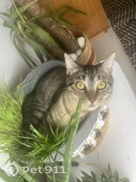 Chat tigré perdu à Floirac - photo