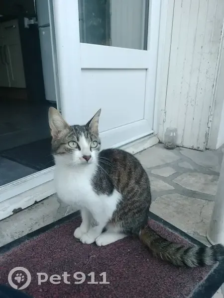 Chatons affectueux trouvés à Châteauneuf - photo