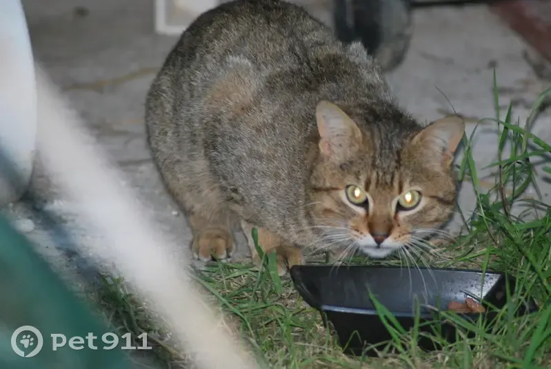 Chat blessé et peureux trouvé - photo