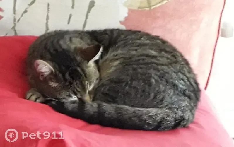 Chatte tigrée perdue - Lunel - photo