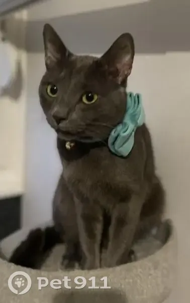 Chat gris perdu à Nantes - photo