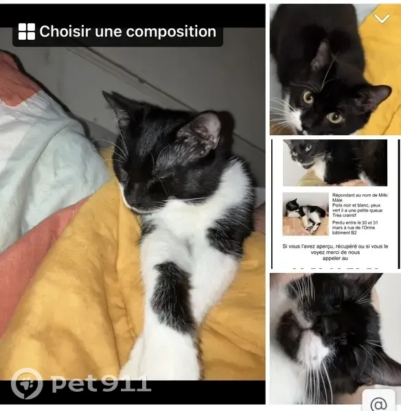 Chat Milki perdu - Queue courte - photo