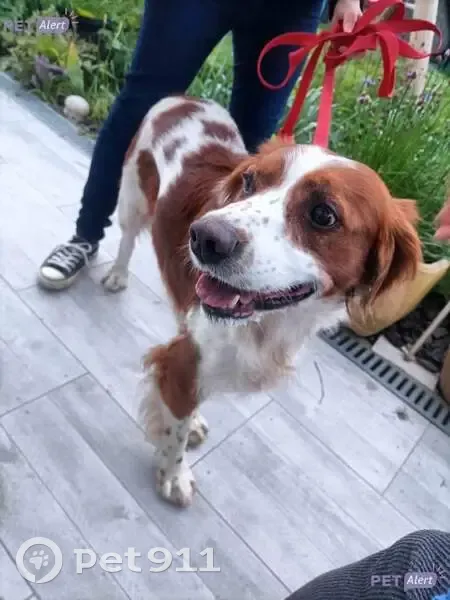 Chien espagnol trouvé à Alaincourt - photo