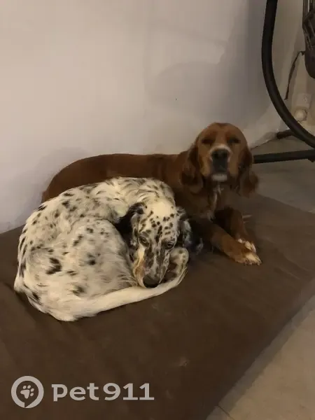 Alerte: Deux Setters Évadés - photo