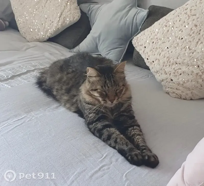 Chat aveugle Khéops perdu - photo