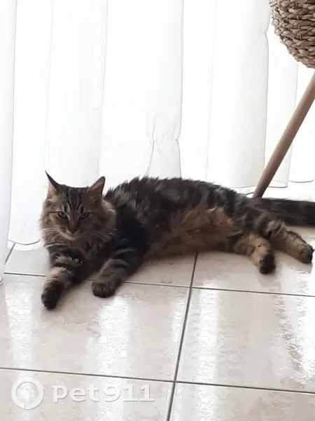Chat tigré perdu à Rueil-Malmaison - photo