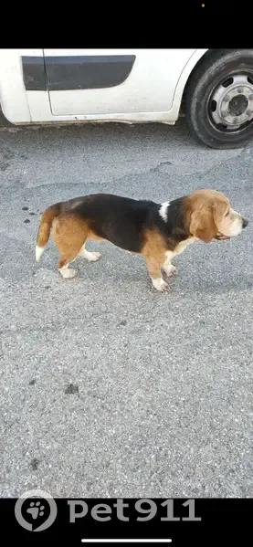 Chien perdu à Gordes retrouvé - photo