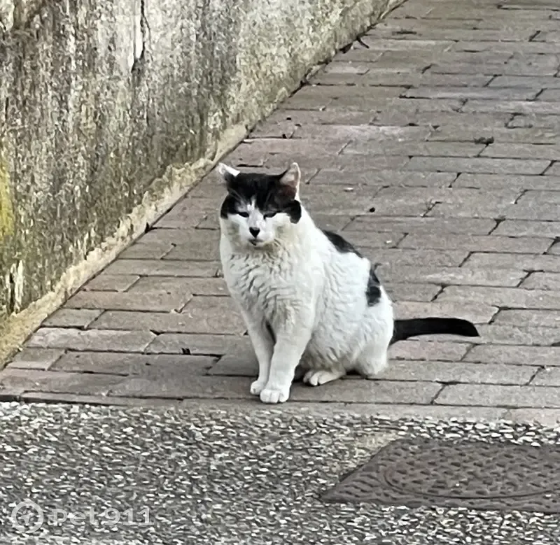 Chat errant à Fresnoy-en-Thelle - photo