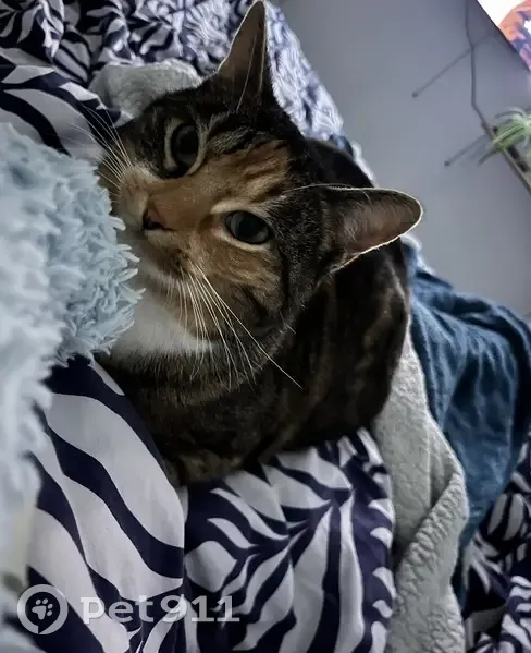 Chatte Billie tigrée perdue - photo