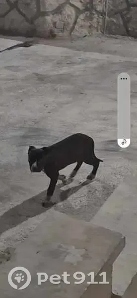 Chiot Pitbull perdu à Argenteuil - photo