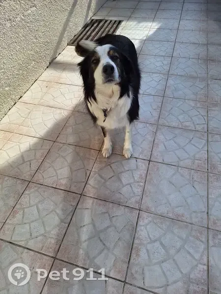 Border Collie perdu à Entre-Deux - photo