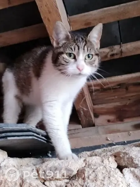 Chatte maigre trouvée à Nort - photo