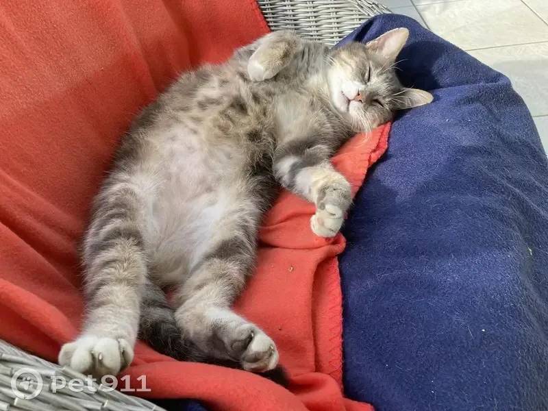 Chat gris-blanc perdu à Roquefort - photo