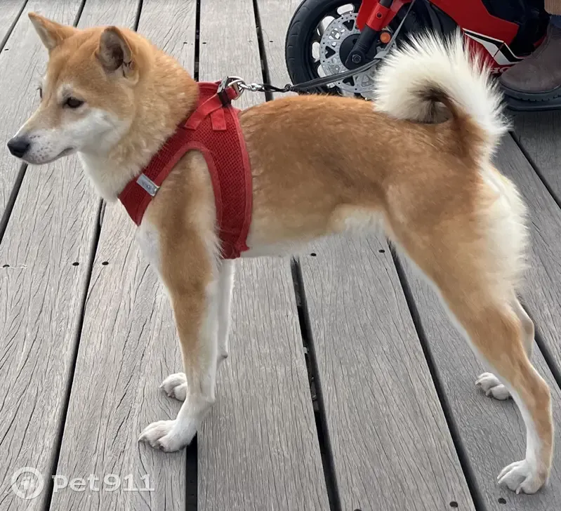 Shiba Inu rouge perdu à Nice - photo