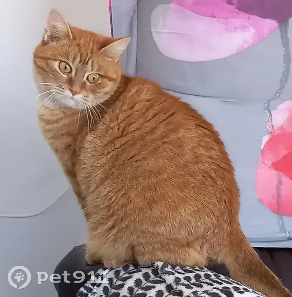 Chat roux câlin trouvé à Hénin-Beaumont - photo