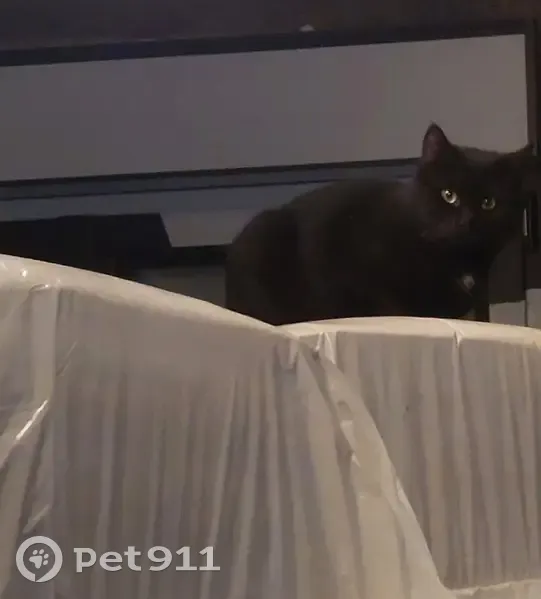 Mamaou, chat noir perdu, Marquette - photo
