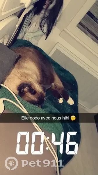Avis de recherche: Chat siamois - photo