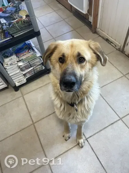 Chien fauve non castré trouvé à Cucugnan - photo