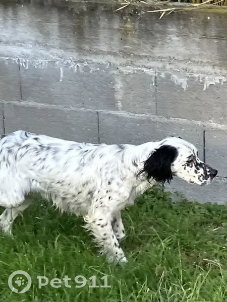 Chien setter trouvé amaigri à Saint-Clément - photo