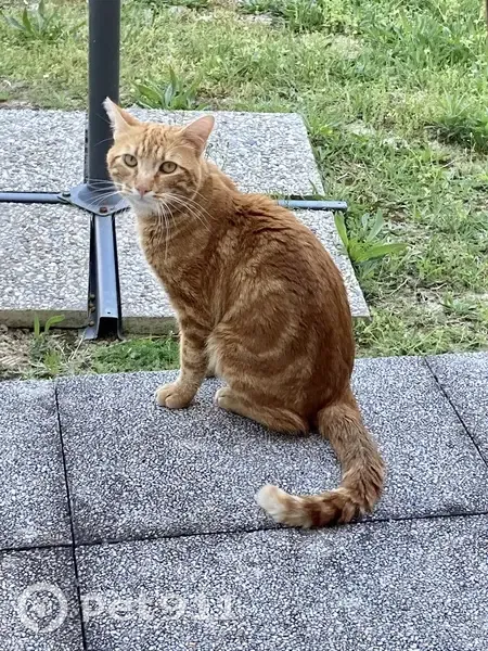 Chat roux jeune trouvé à Toulouse - photo