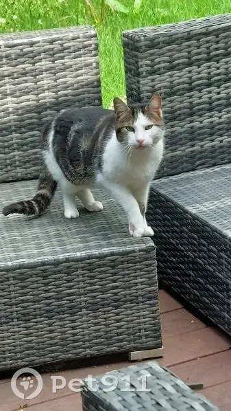 Chat blessé Nougat retrouvé - photo