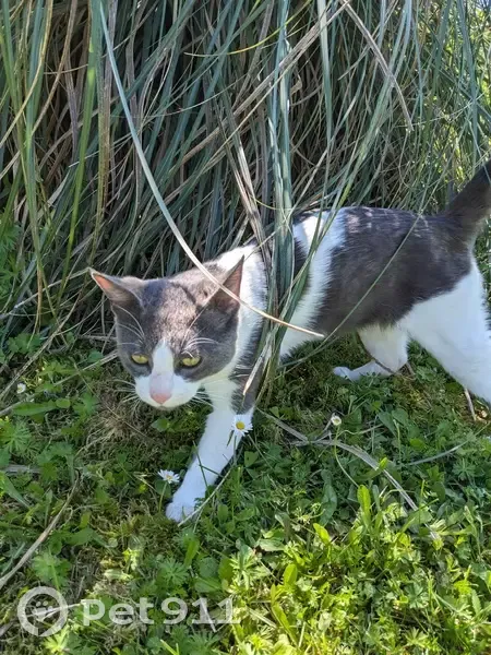 Chat trouvé à Tusson vendredi - photo