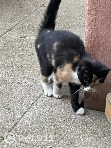 Chatte tricolore trouvée à Villalier - photo
