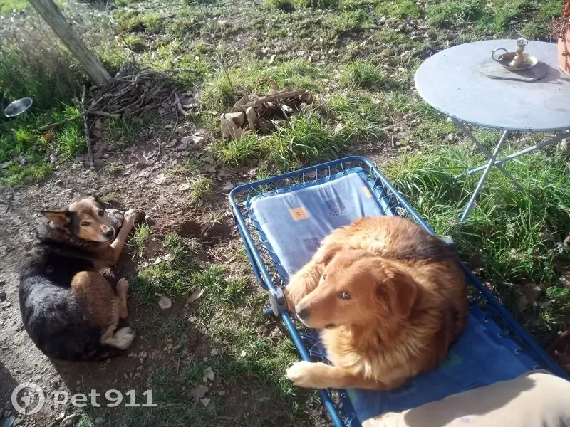 Chien disparu Garçon (fl503440) - photo