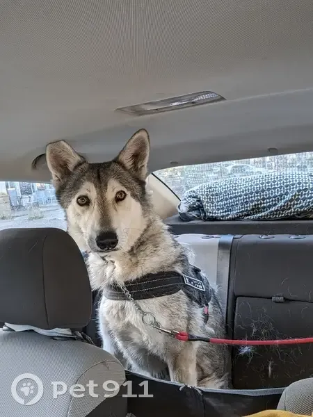 Chien disparu Garçon (fl503447) - photo