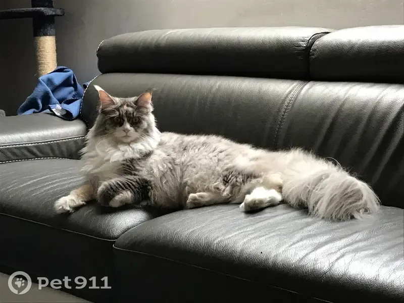 Chat disparu Fille, Carquefou (fl503453) - photo