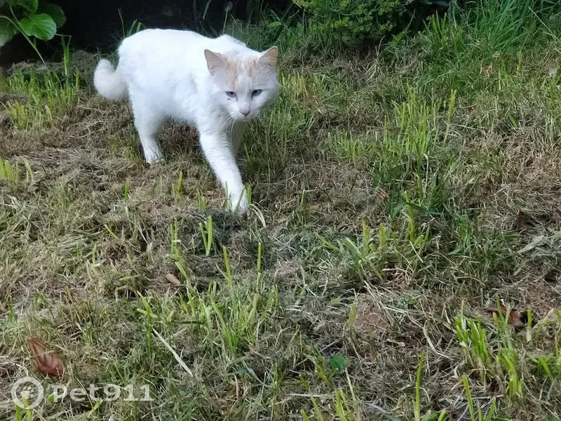 Chat trouvé, Brest (ff503456) - photo