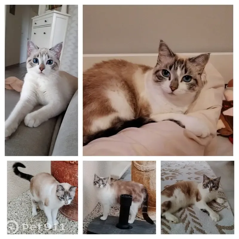 Chat disparu Fille (fl503460) - photo