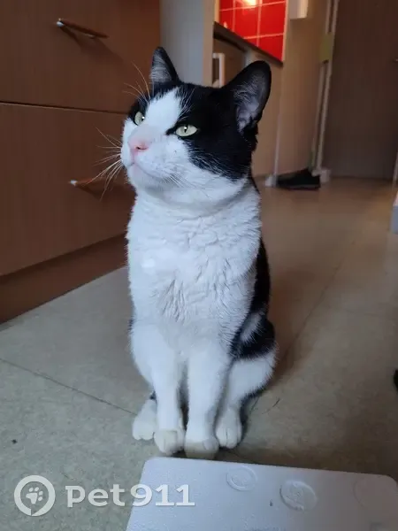 Chat trouvé Garçon (ff503462) - photo