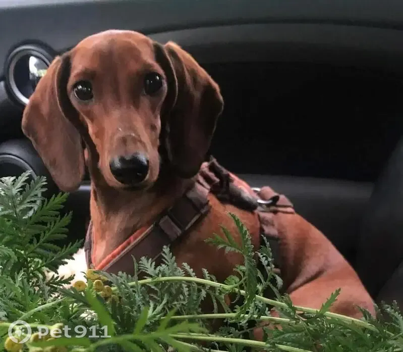 Chien disparu Fille (fl503465) - photo