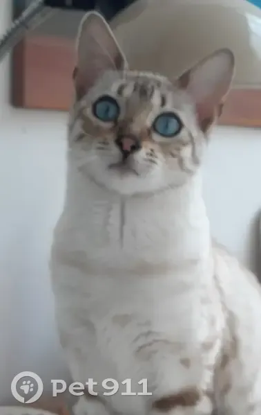Chat disparu Fille, Trébeurden (fl503466) - photo