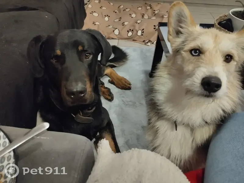 Chien disparu Garçon (fl503489) - photo