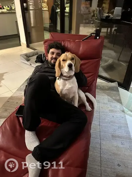Chien disparu Garçon, Marseille Bompard (fl503492) - photo
