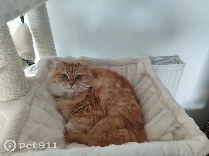 Chat disparu Garçon (fl503497) - photo