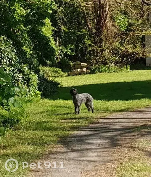 Chien trouvé (ff503500) - photo