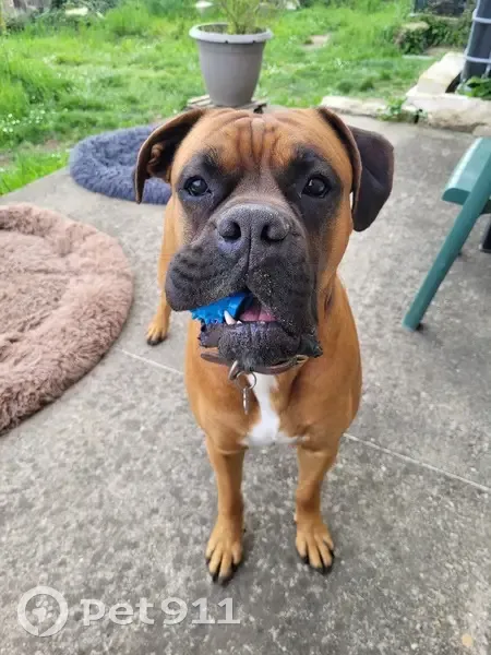 Chien disparu Garçon (fl503507) - photo