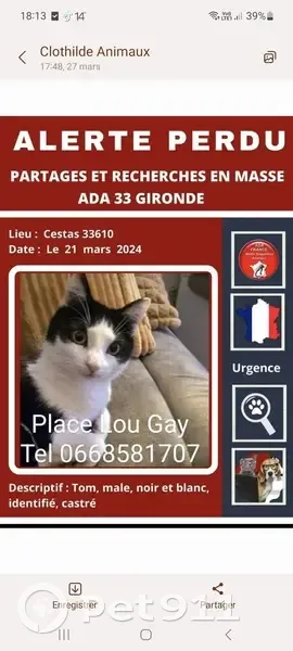 Chat disparu Garçon, Cestas (fl503516) - photo