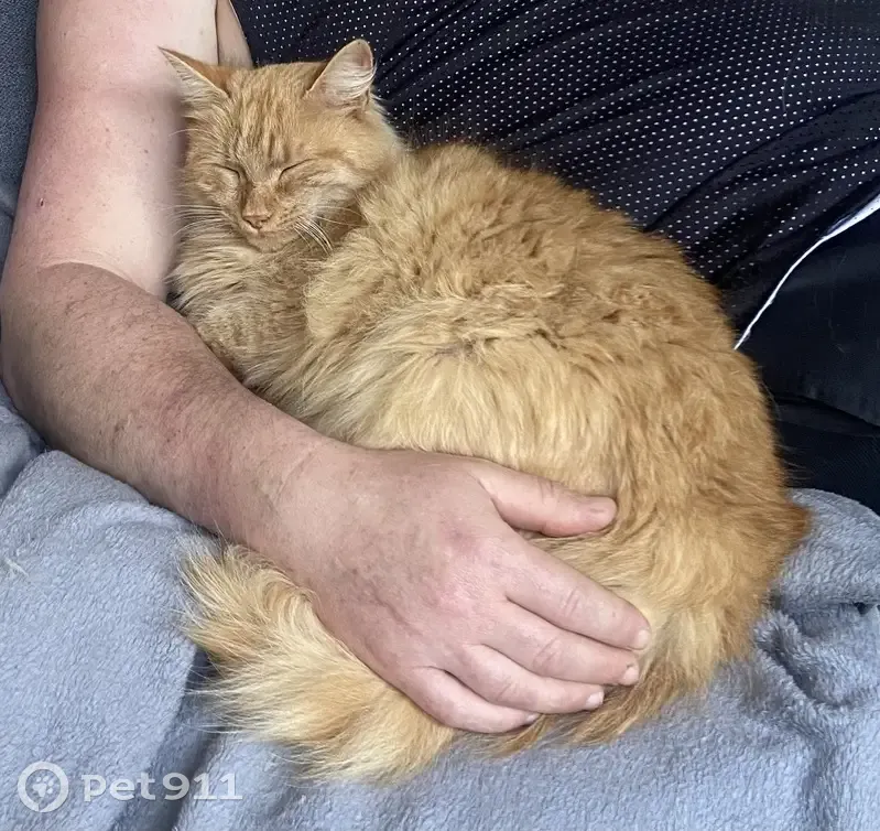 Chat disparu Garçon, Poitiers (fl503517) - photo